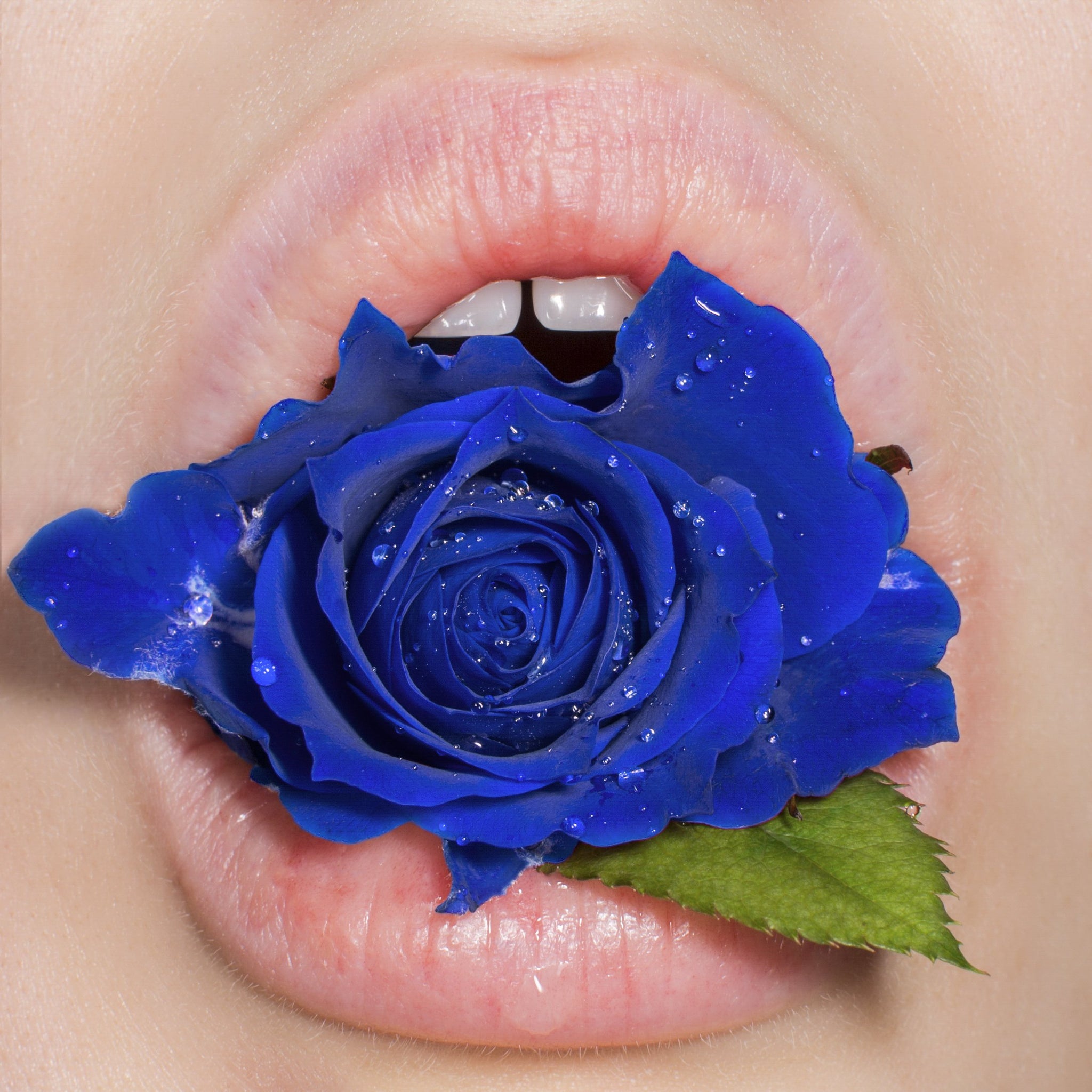 Pure Blue Rose