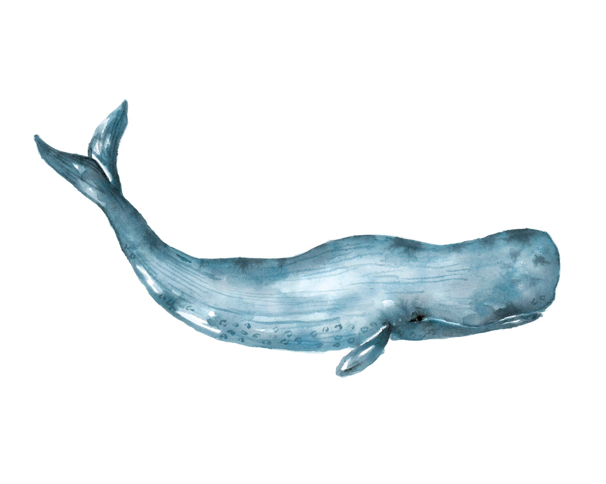 Whale