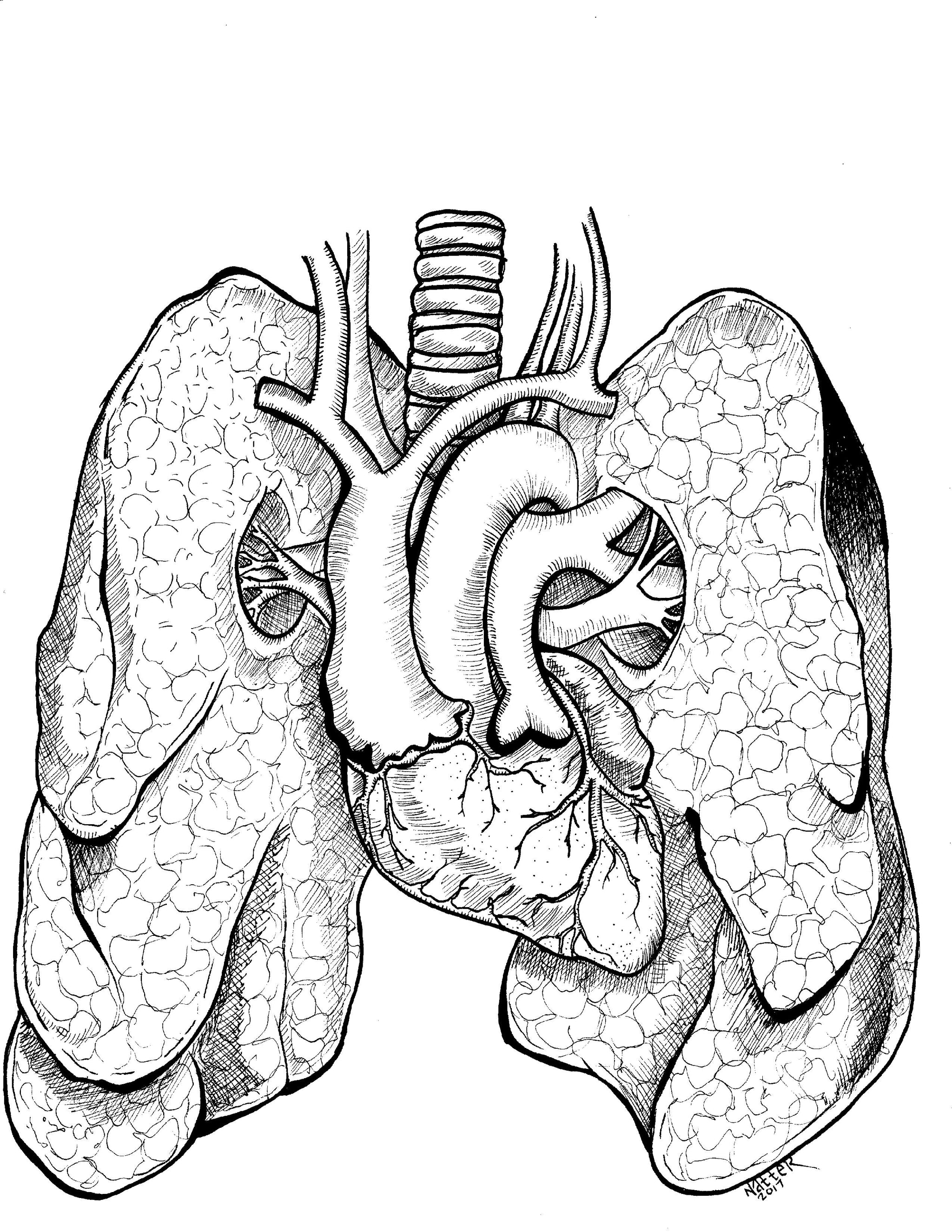 Anatomical Anomalies