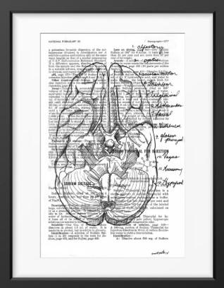 Anatomical Cranial Nerves