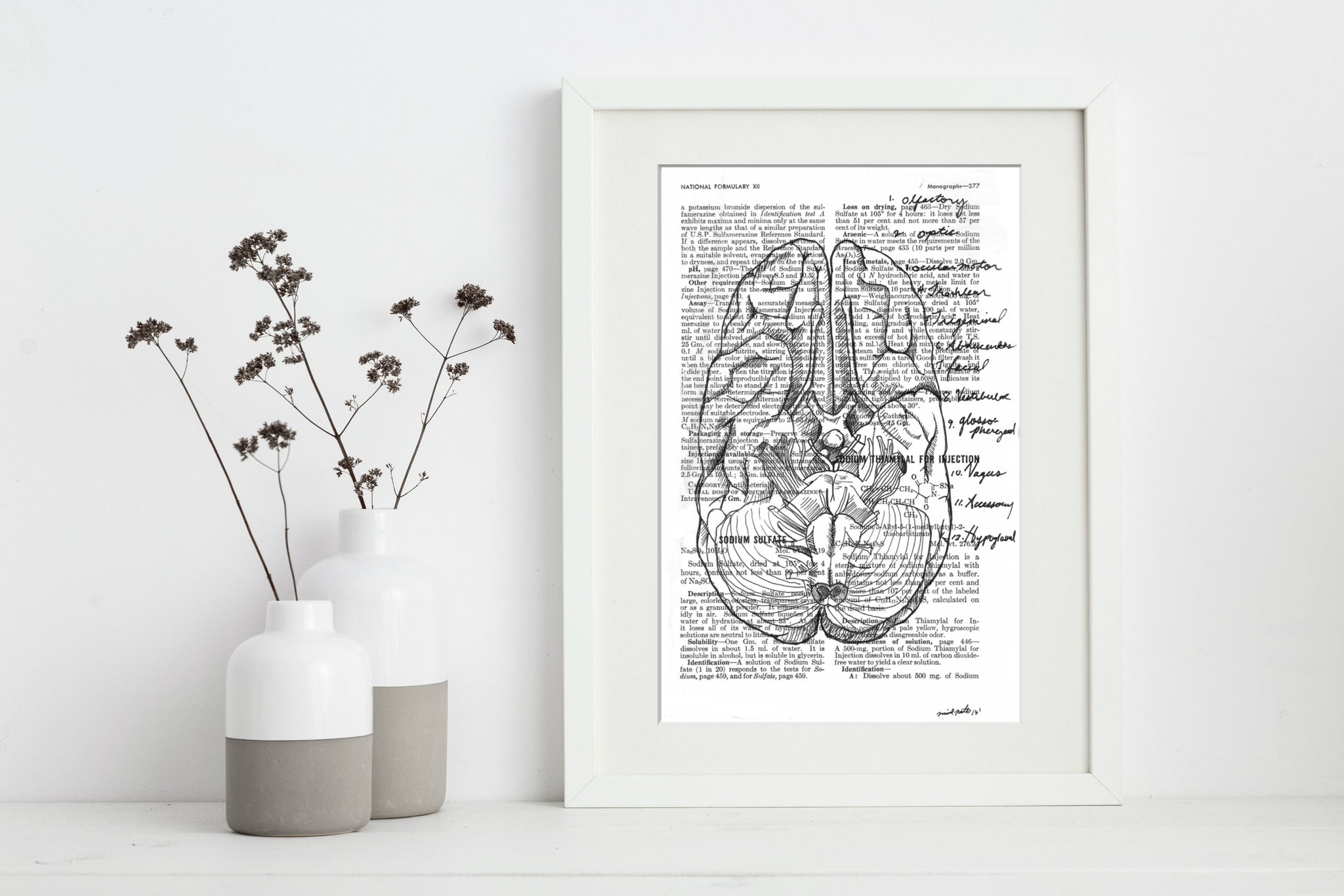 Anatomical Cranial Nerves