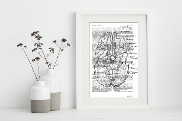 Anatomical Cranial Nerves