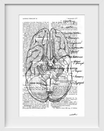 Anatomical Cranial Nerves