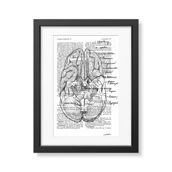 Anatomical Cranial Nerves