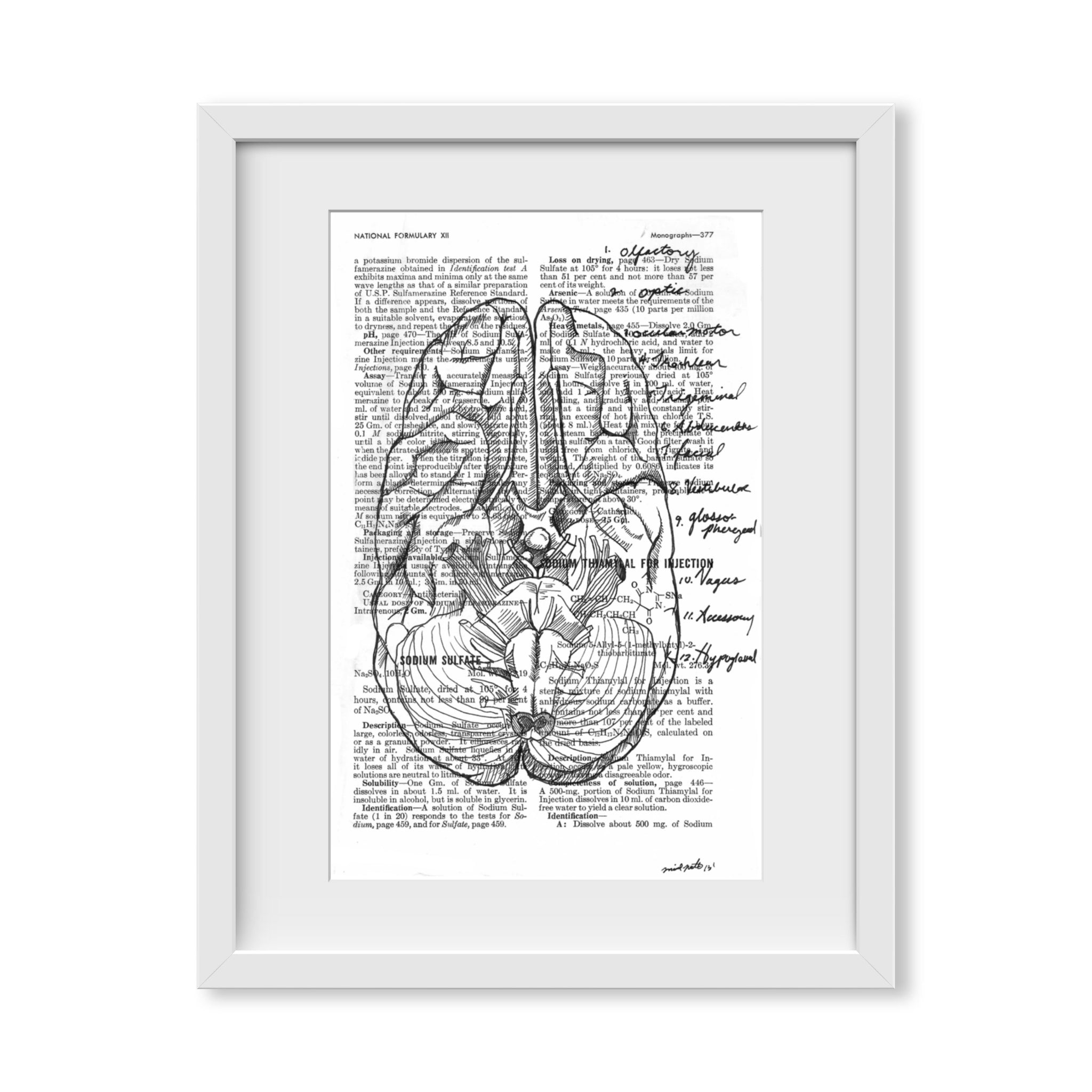 Anatomical Cranial Nerves