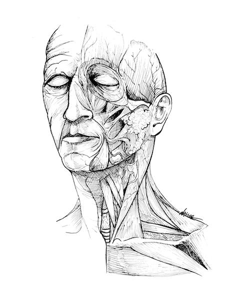 Anatomical Head