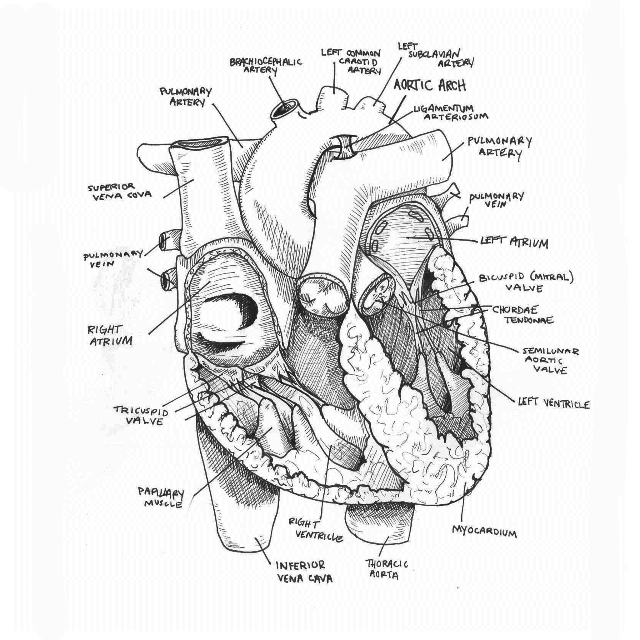 Heart Anatomy