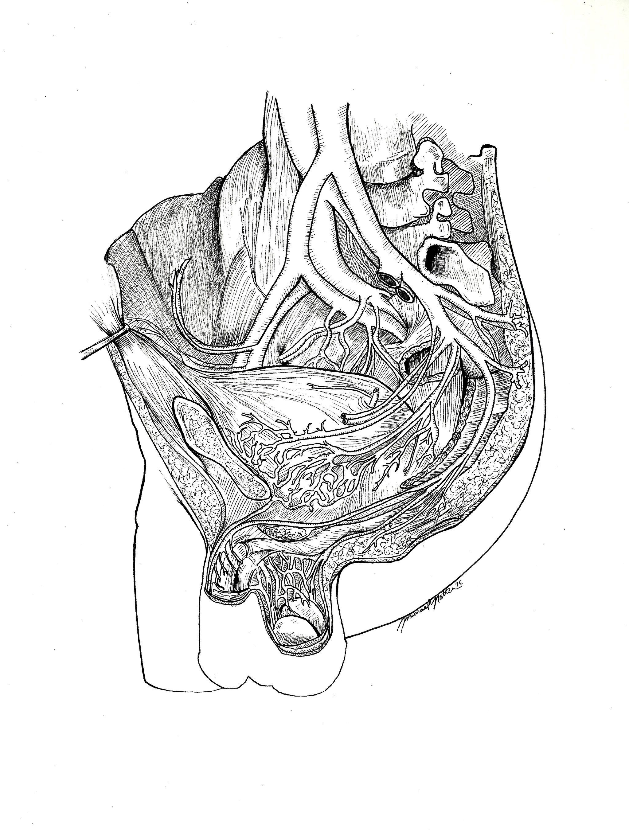 Anatomical Urology