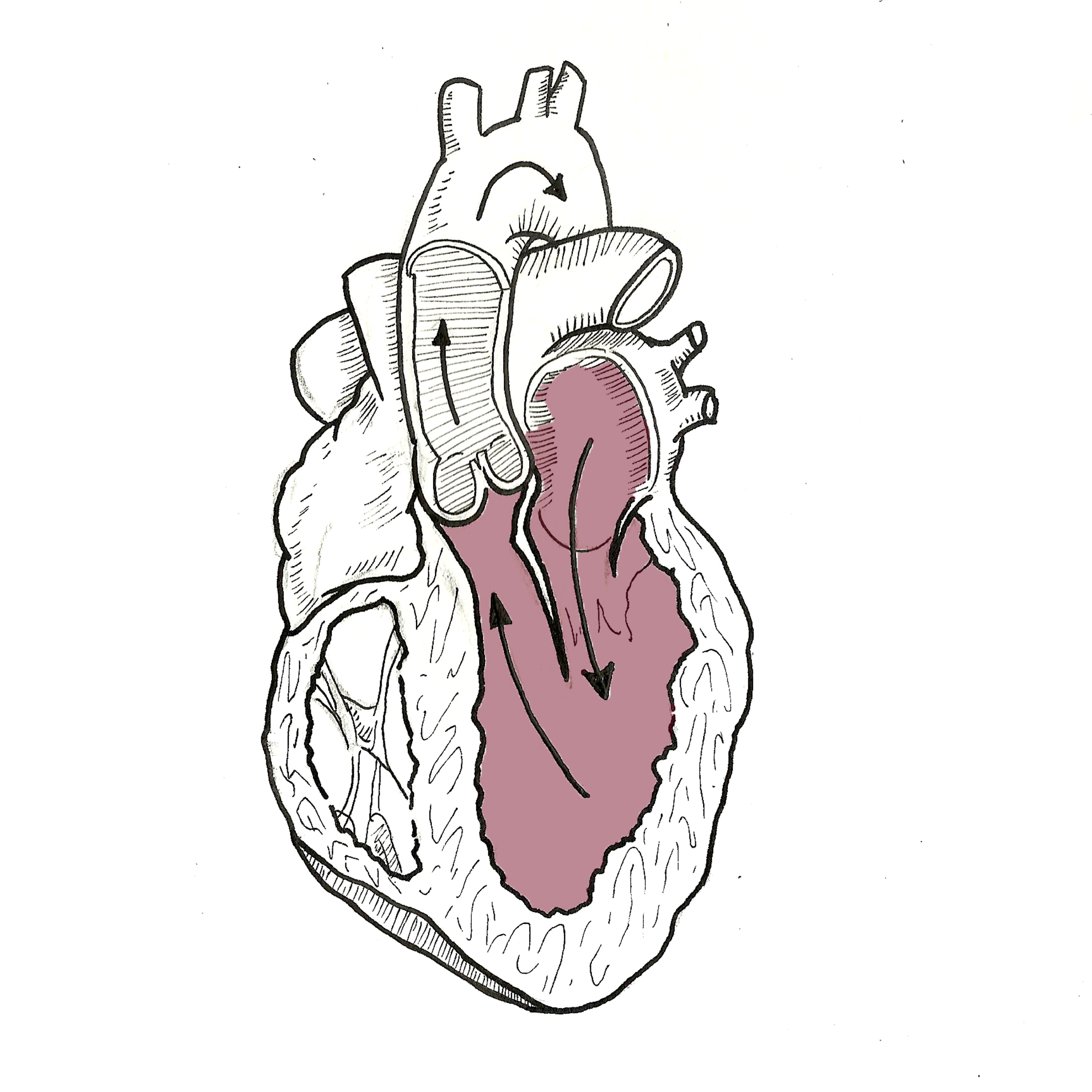 Cardiac Physiology