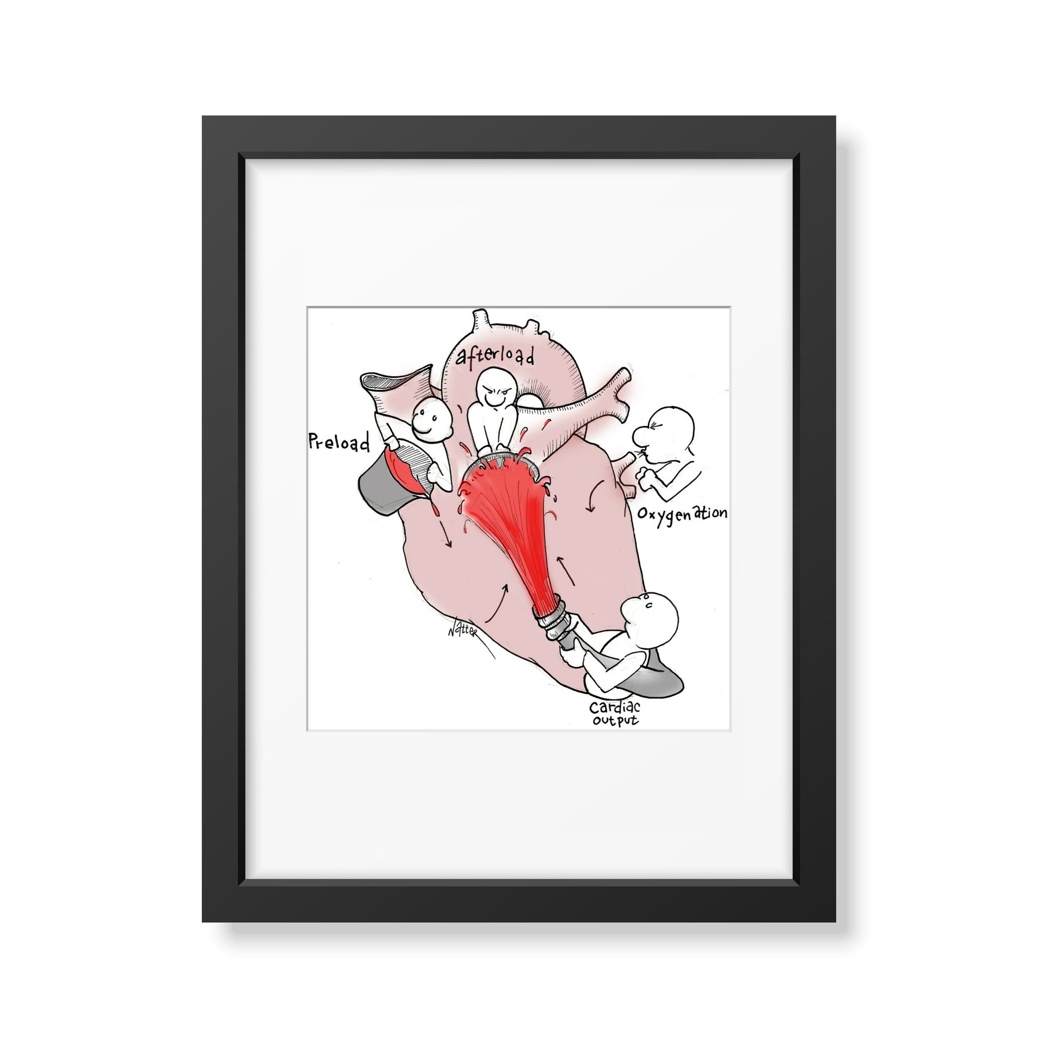 Cardiac Physiology 2