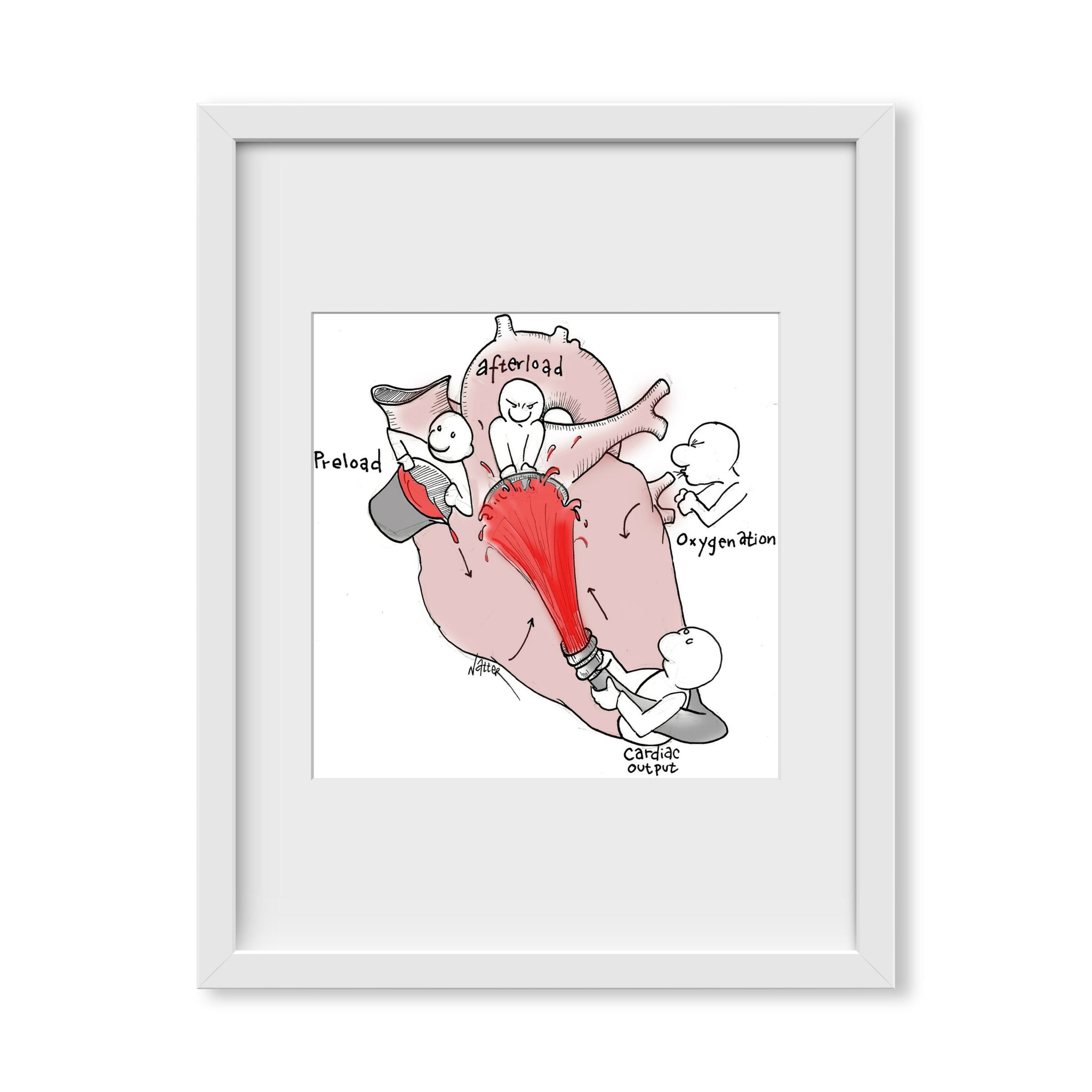 Cardiac Physiology 2