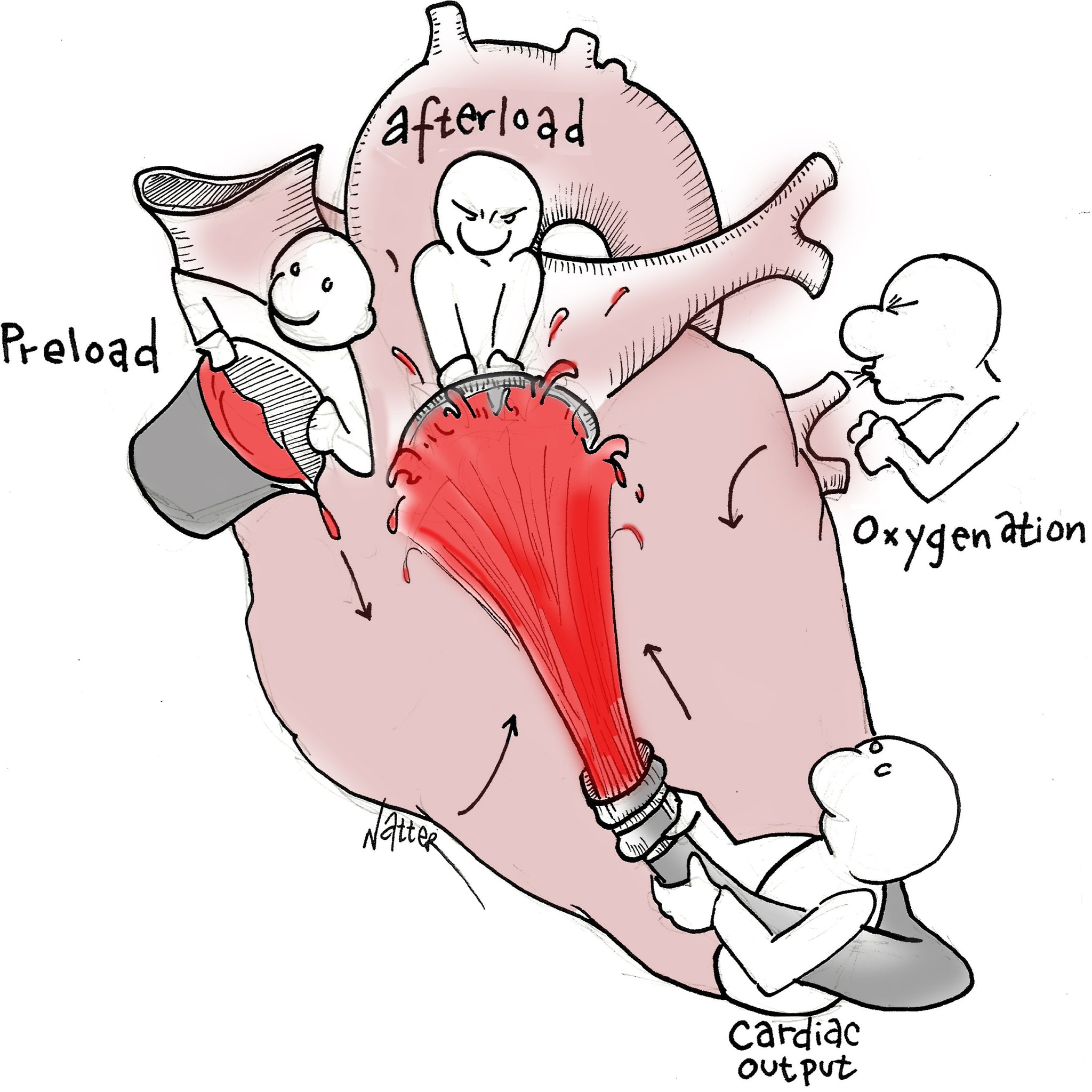 Cardiac Physiology 2