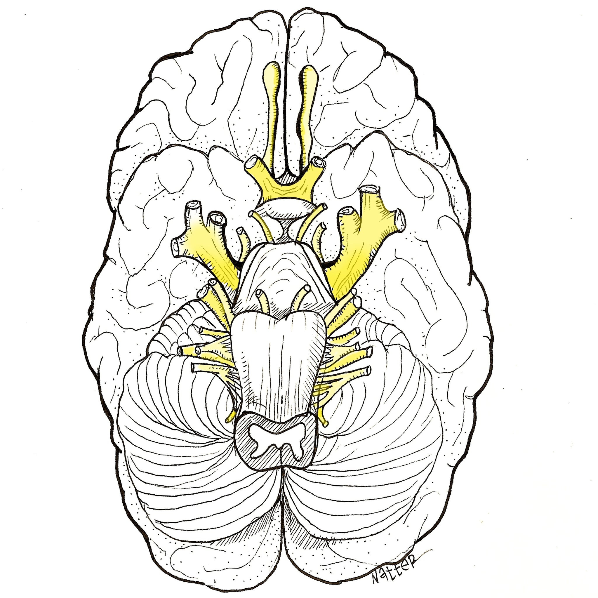 Cranial Nerves