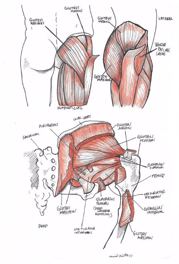 Gluteal Muscles