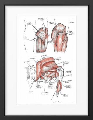 Gluteal Muscles
