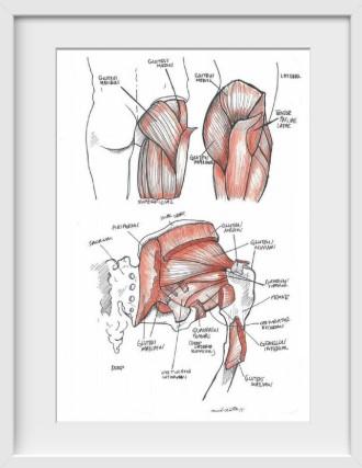 Gluteal Muscles