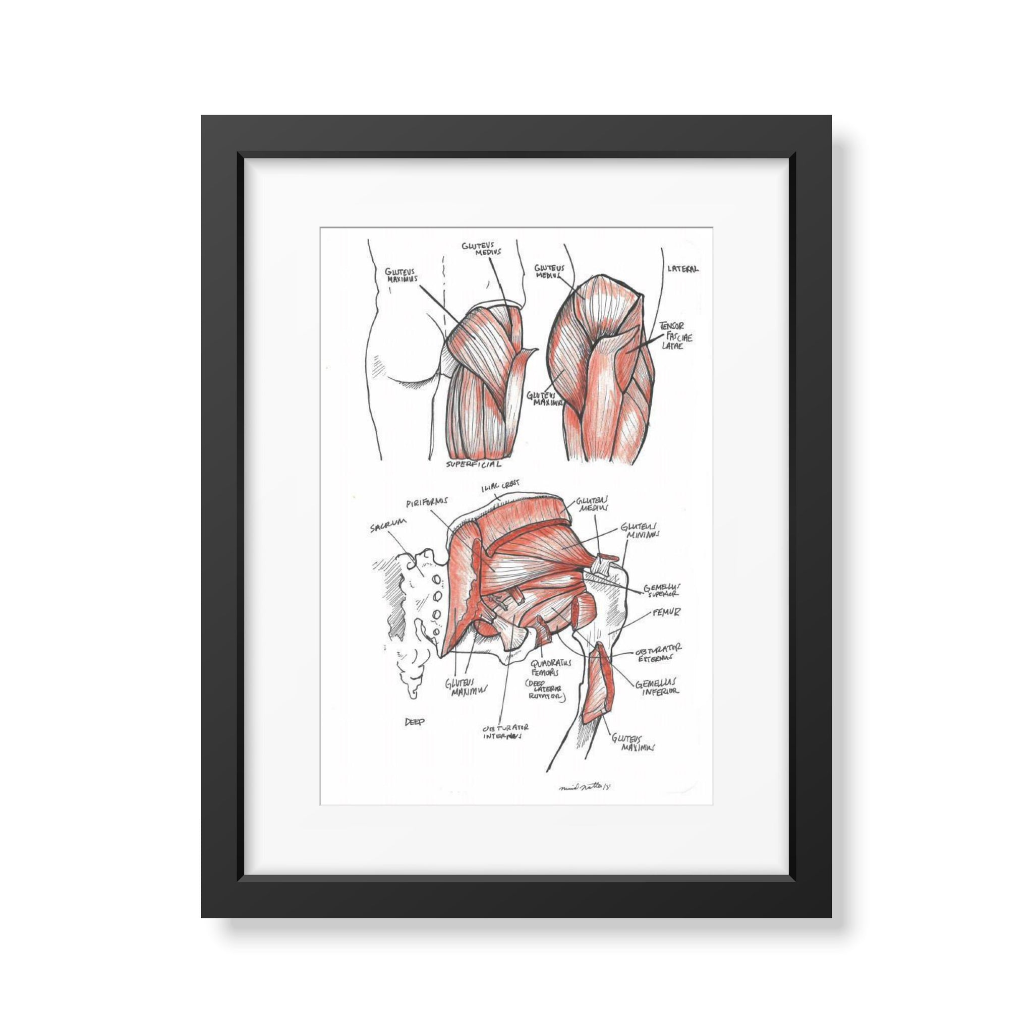 Gluteal Muscles