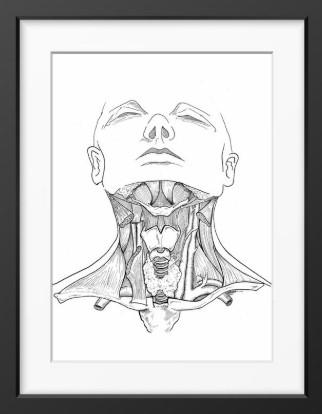 Head and Neck Anatomy