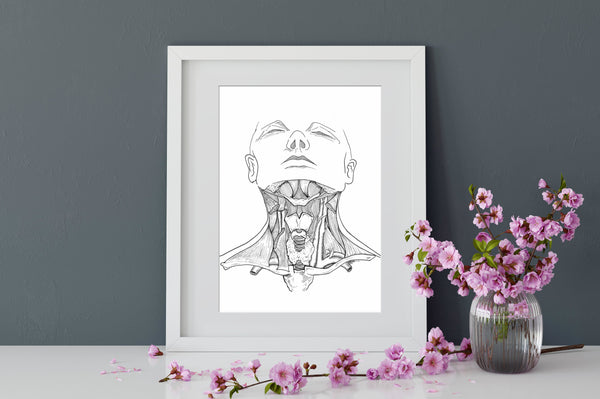 Head and Neck Anatomy