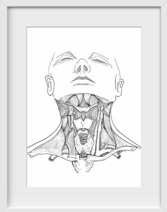 Head and Neck Anatomy