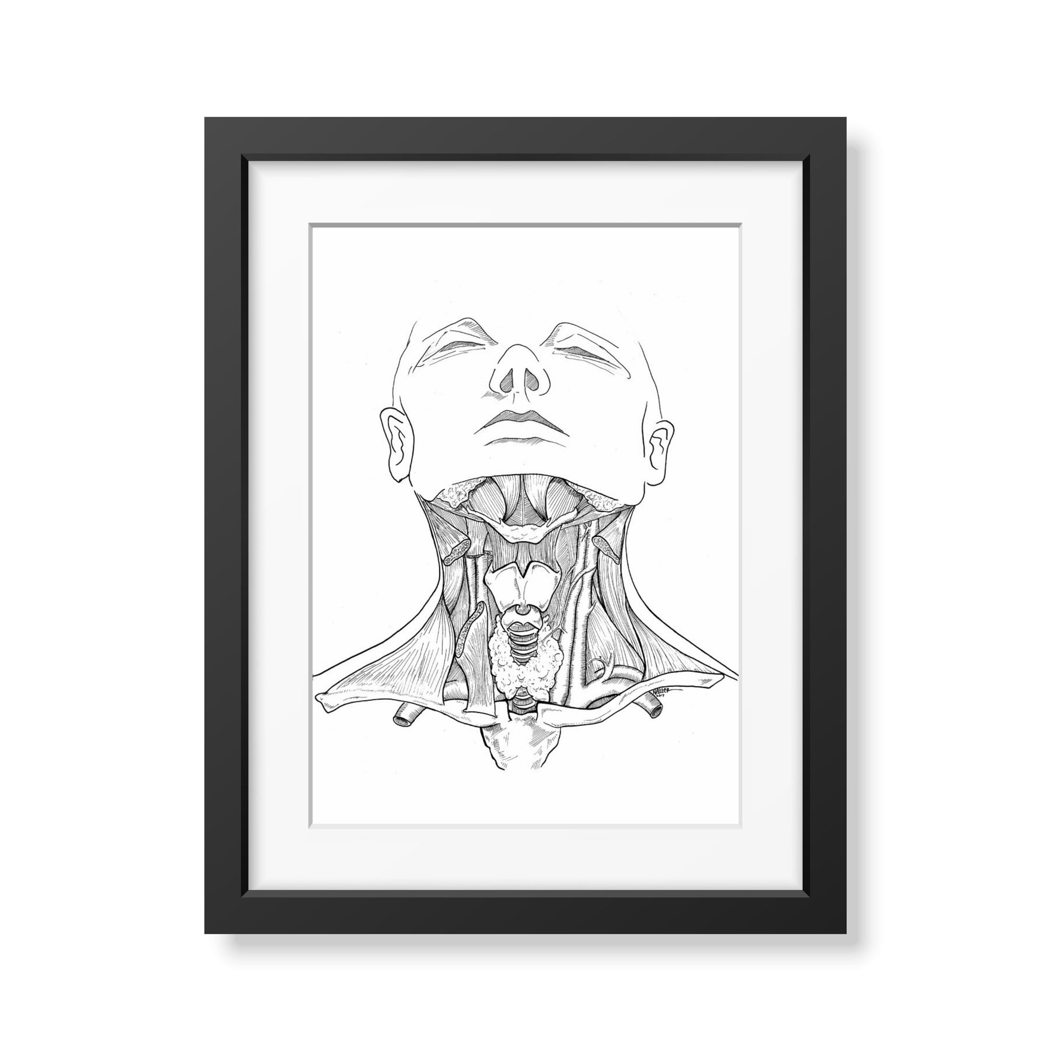 Head and Neck Anatomy