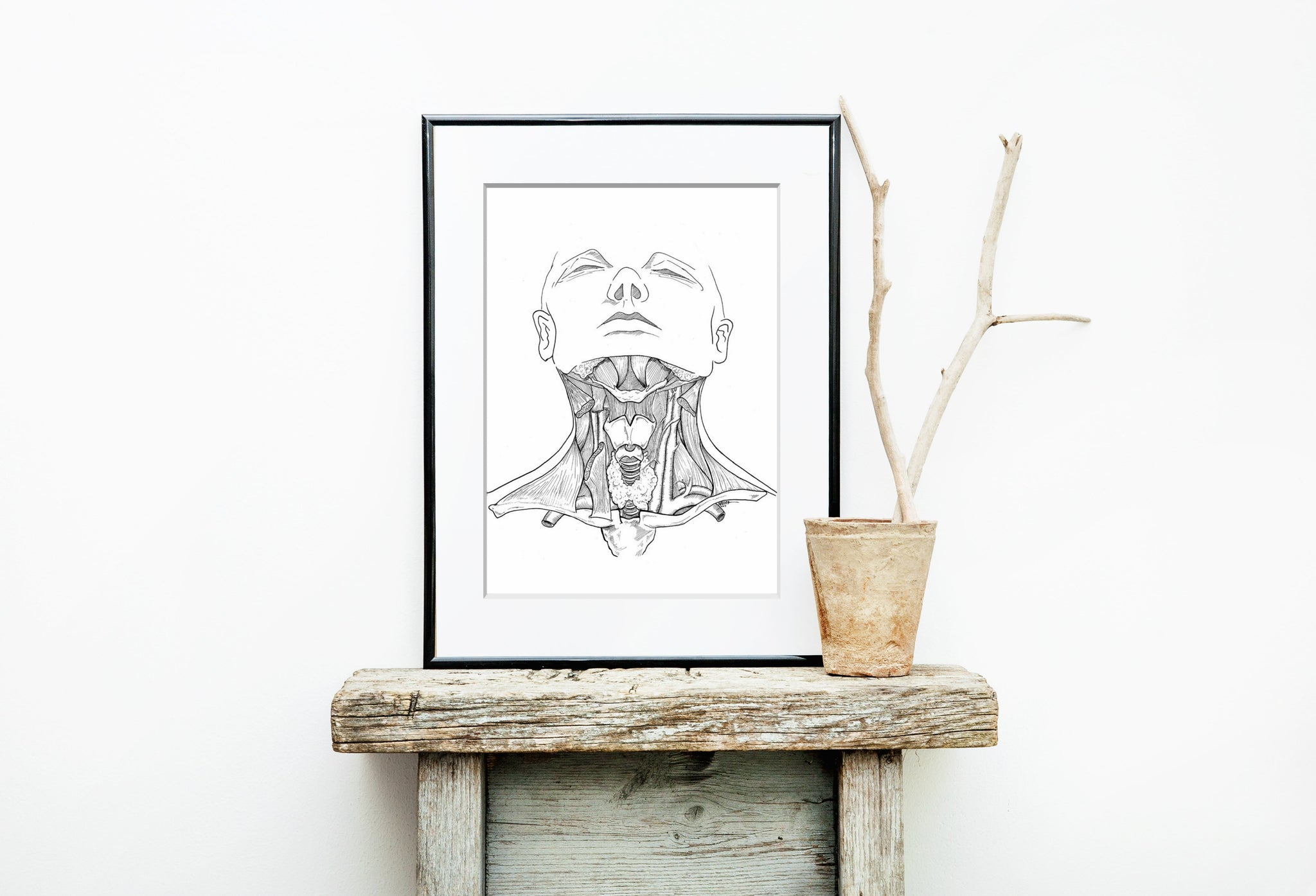 Head and Neck Anatomy