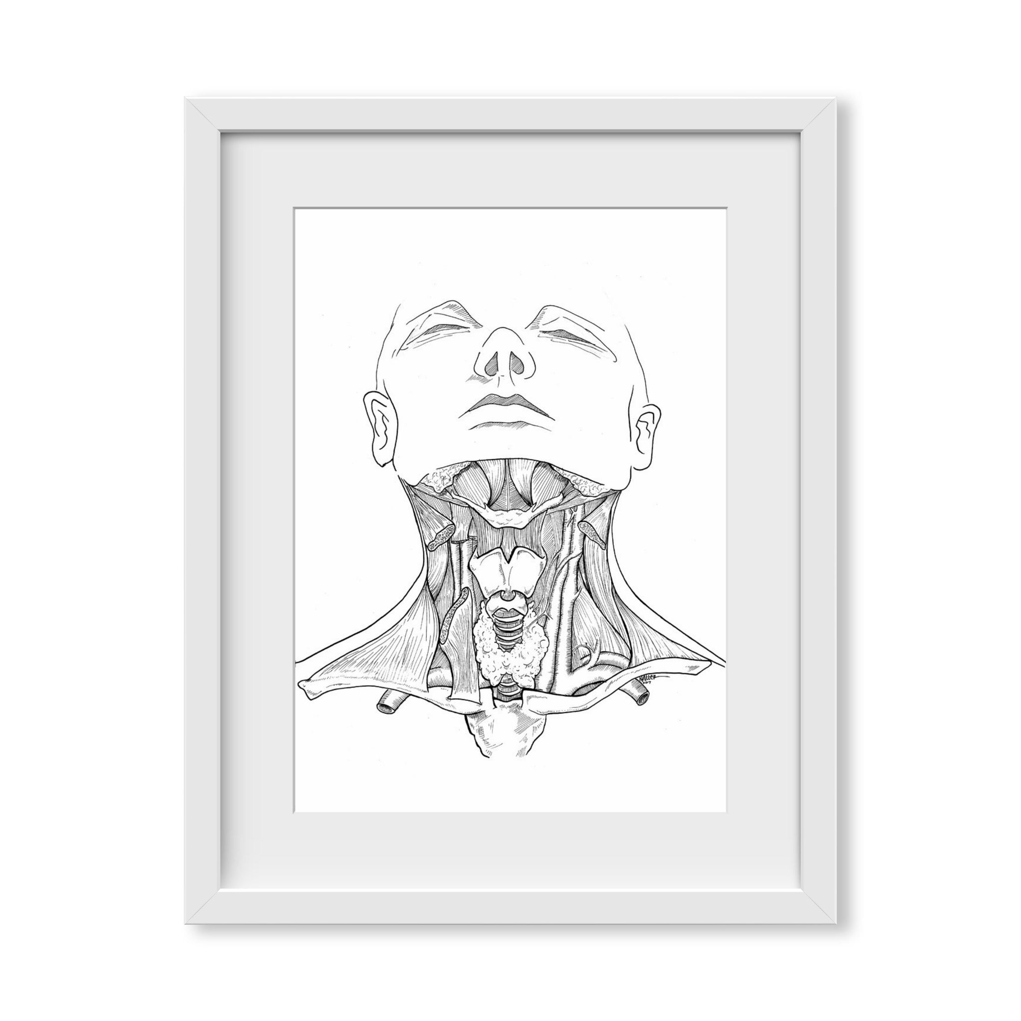 Head and Neck Anatomy