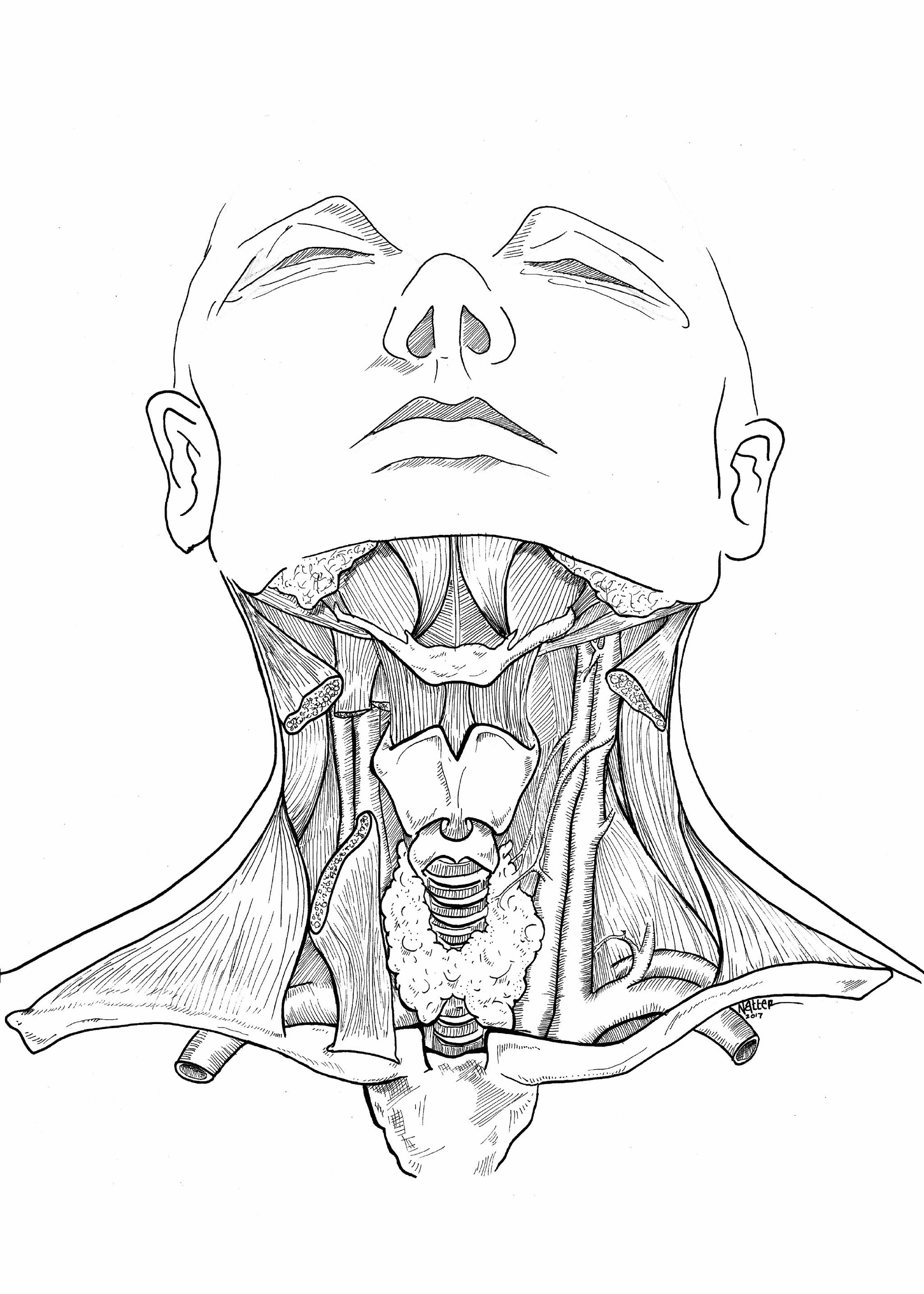 Head and Neck Anatomy