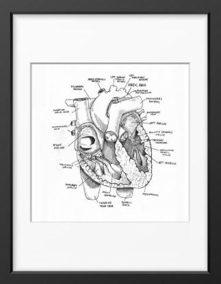 Heart Anatomy
