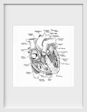 Heart Anatomy