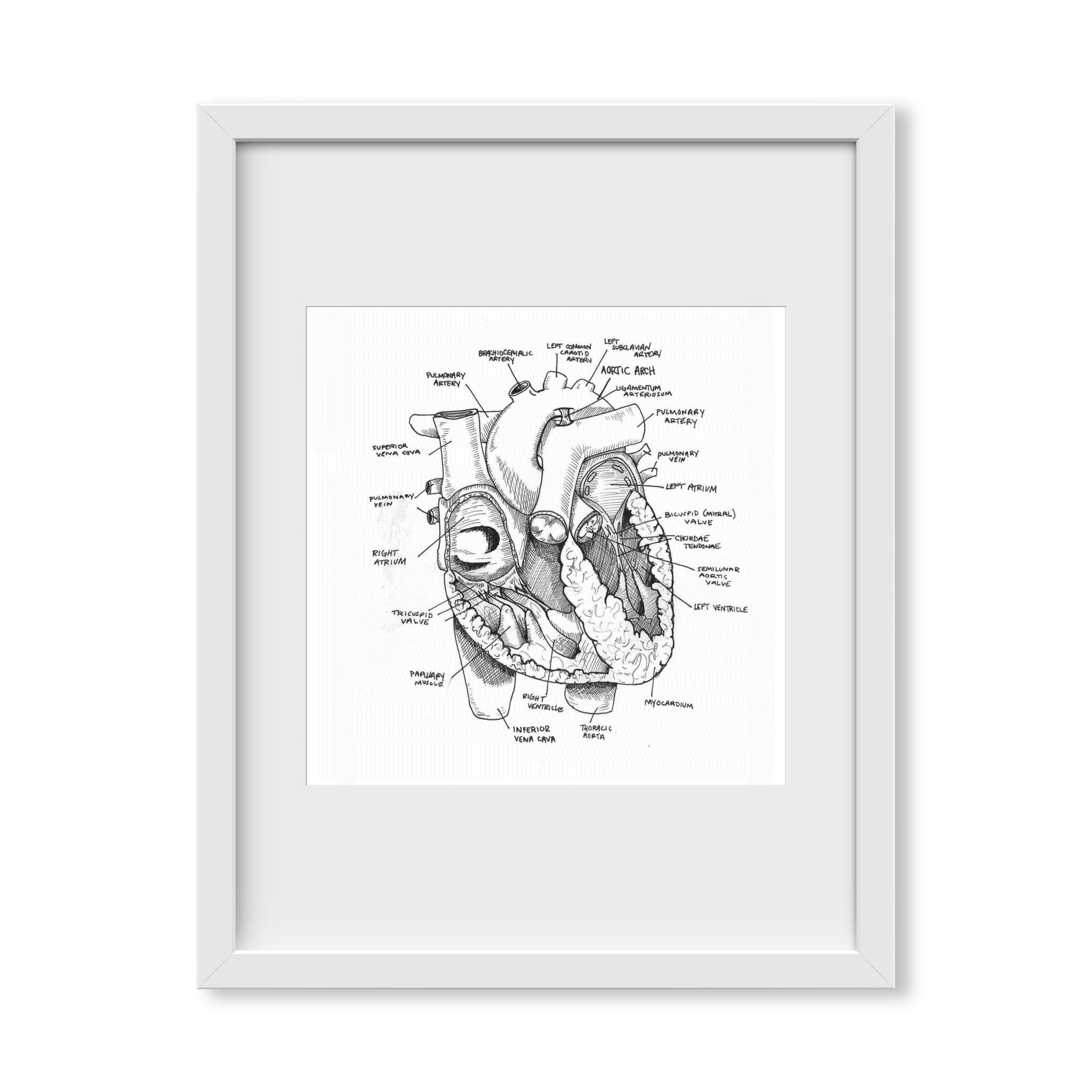 Heart Anatomy