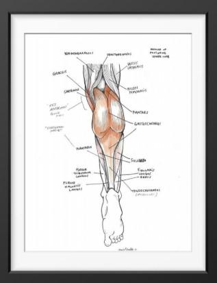 Leg Muscles