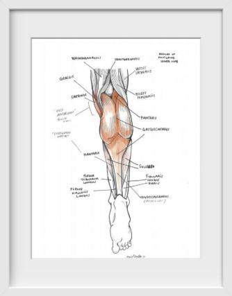 Leg Muscles
