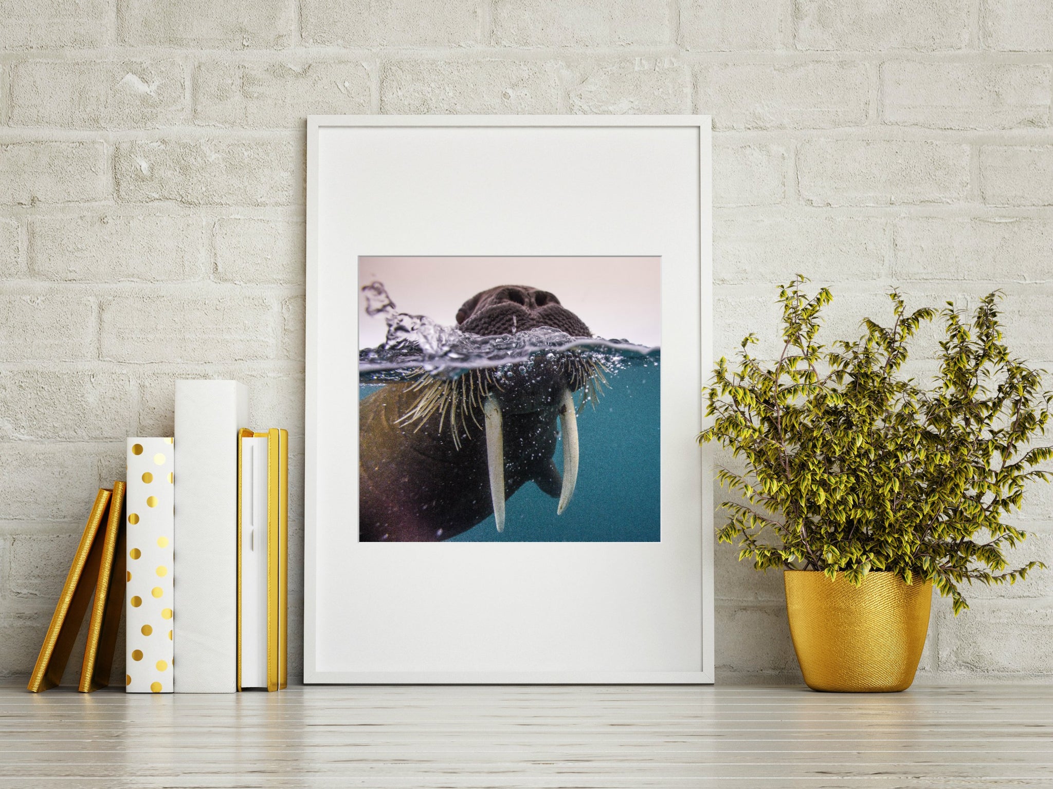 Franz Josef Land Walrus