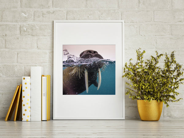 Franz Josef Land Walrus