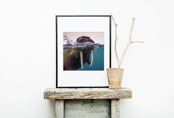 Franz Josef Land Walrus