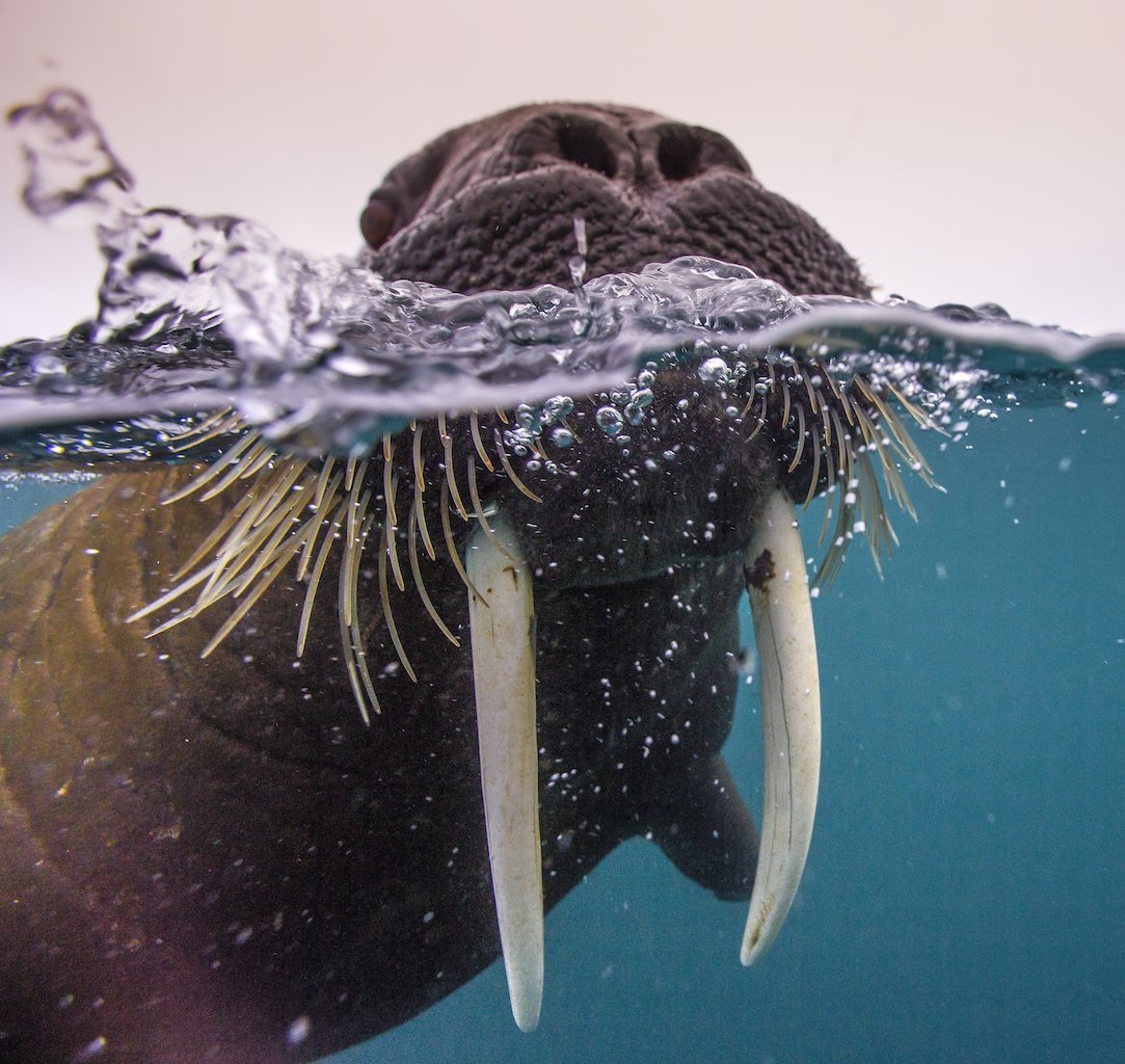 Franz Josef Land Walrus