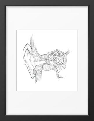 Middle Ear Black and White