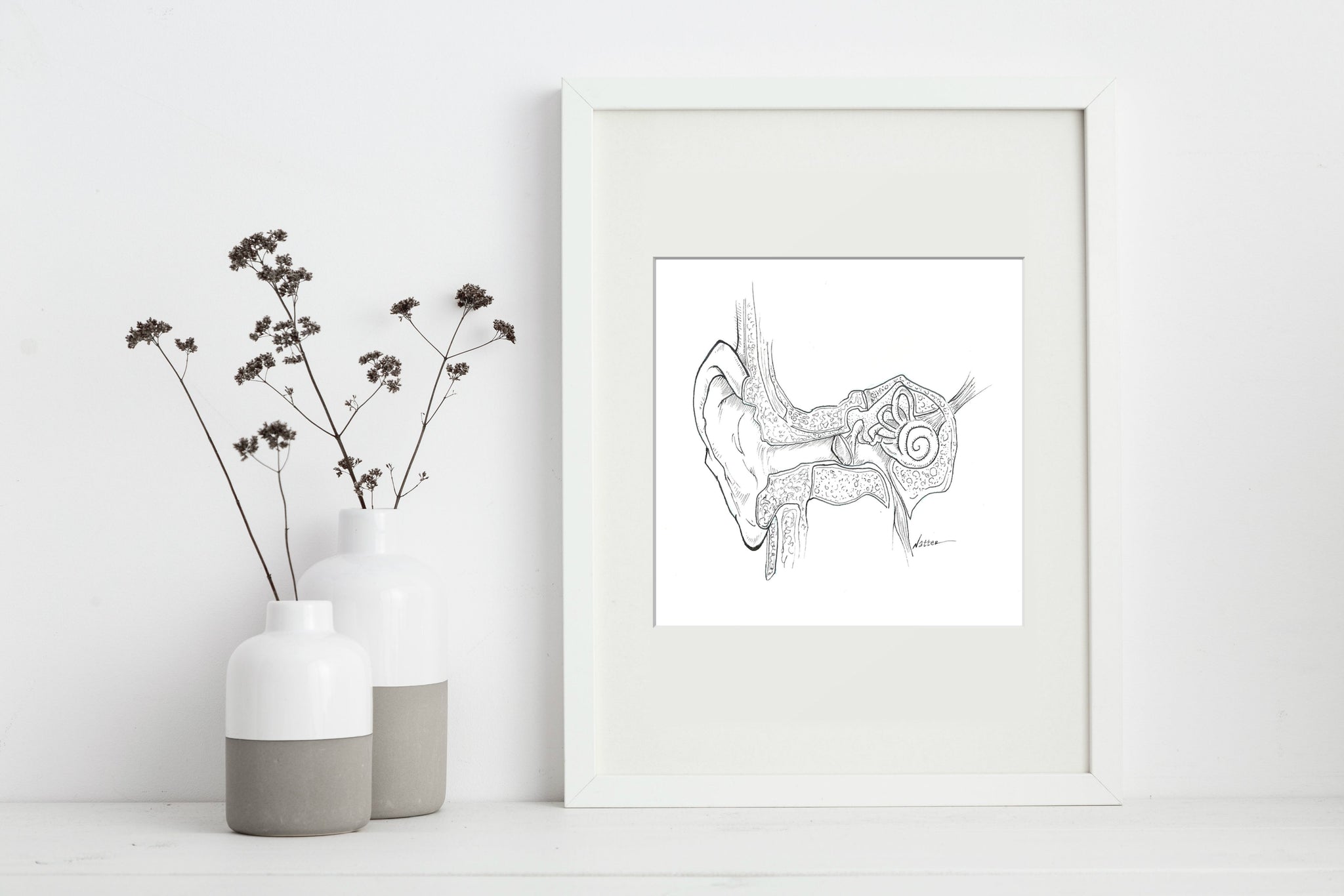 Middle Ear Black and White