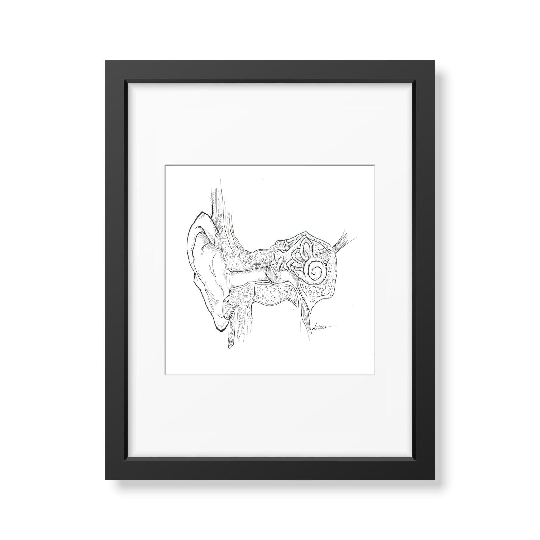 Middle Ear Black and White