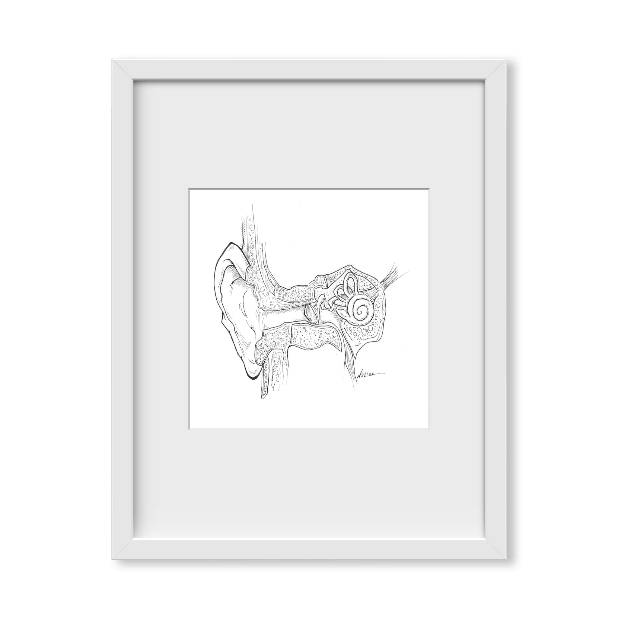 Middle Ear Black and White
