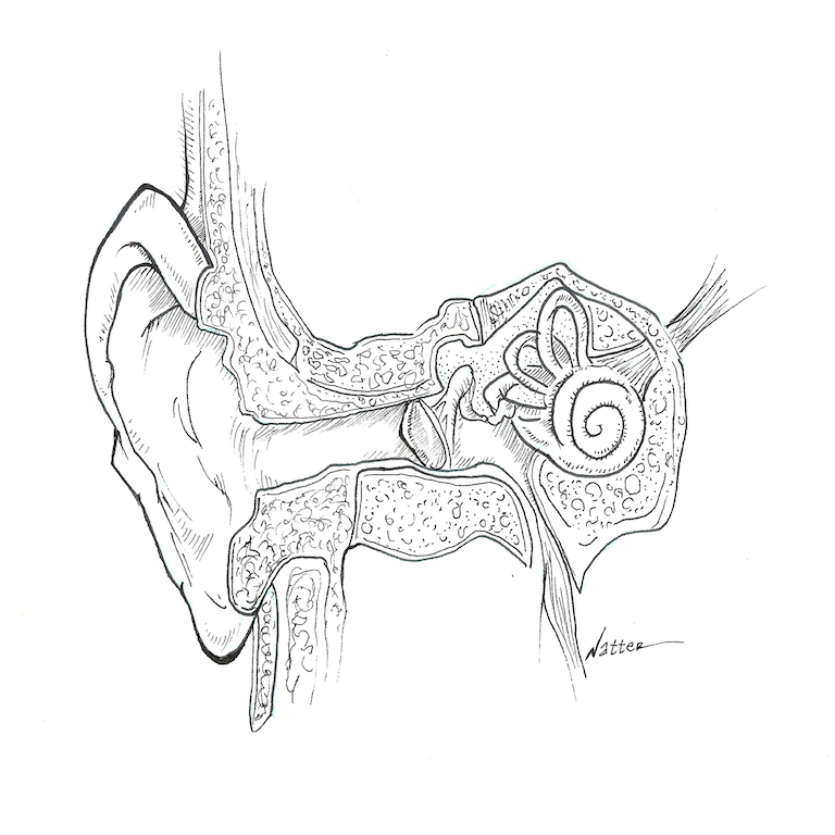 Middle Ear Black and White