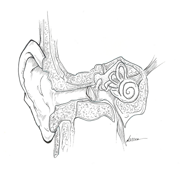 Middle Ear Black and White