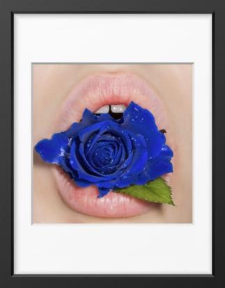 Pure Blue Rose