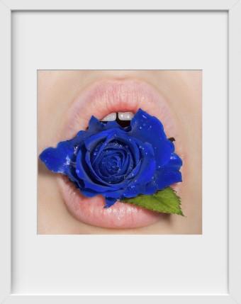 Pure Blue Rose