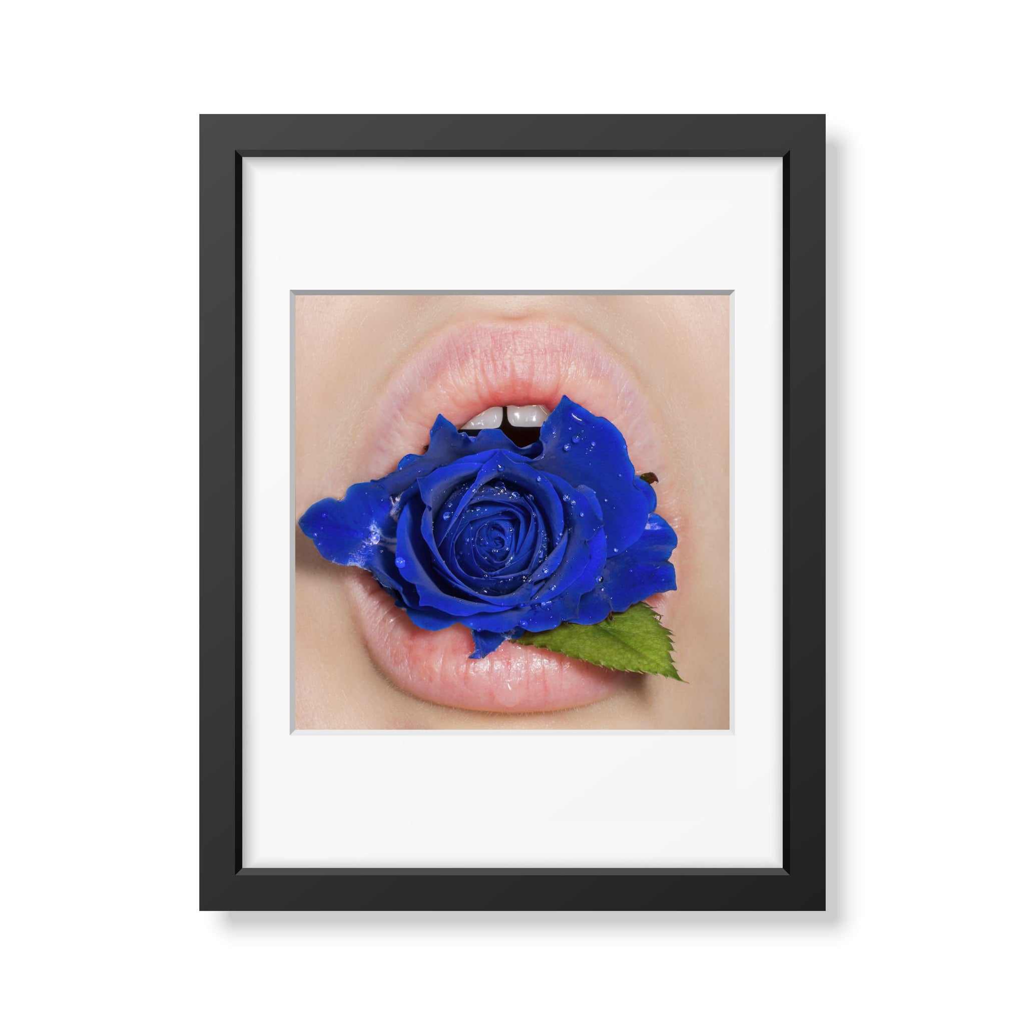 Pure Blue Rose