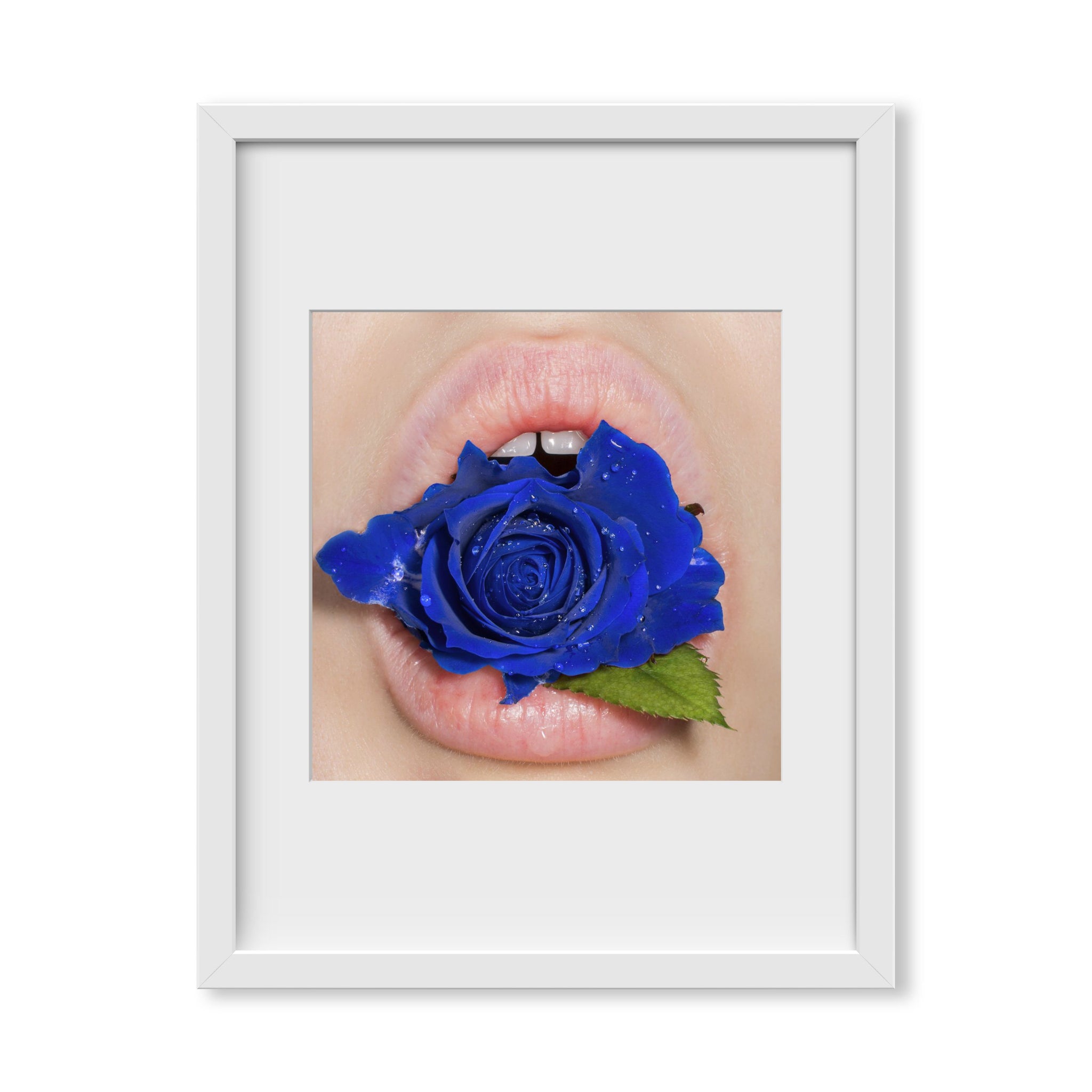 Pure Blue Rose