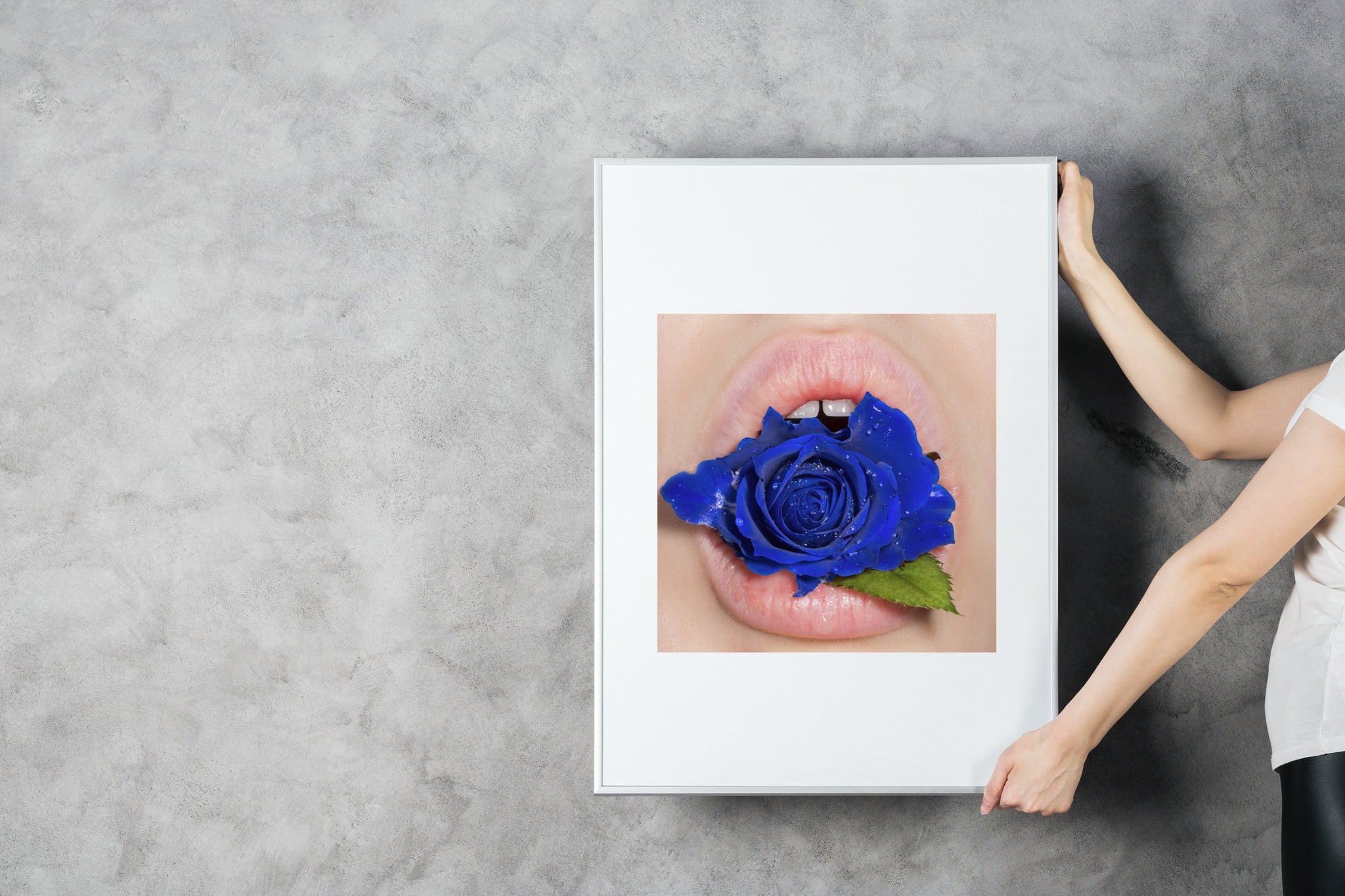 Pure Blue Rose