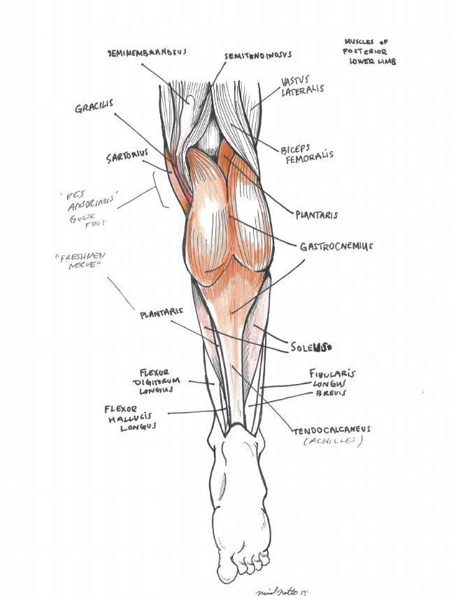 Leg Muscles